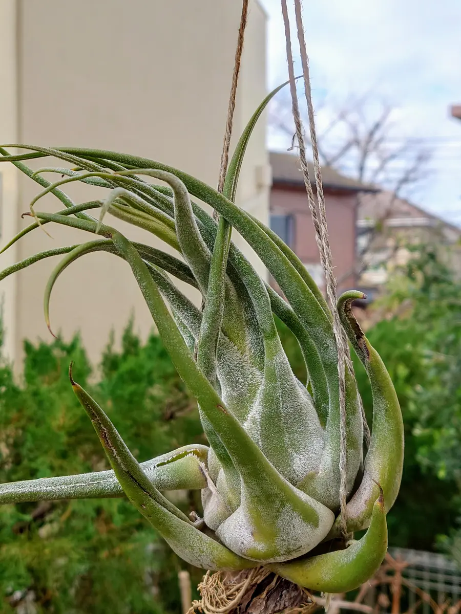 チランジア セレリアナとかセット