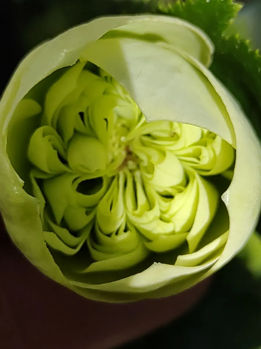 たくさん咲いて来ました〜(⁠.⁠ ⁠❛⁠ ⁠ᴗ⁠ ⁠❛⁠.⁠)💖｜園芸日記byちびた