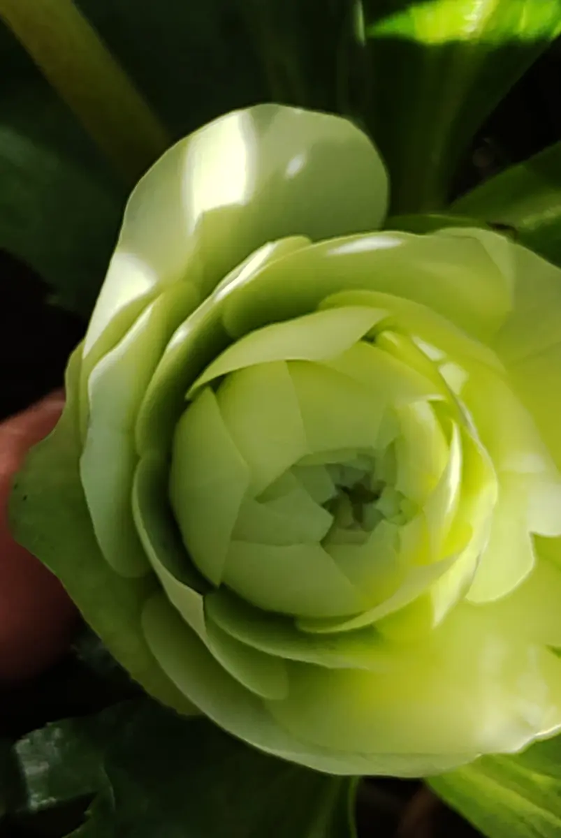 たくさん咲いて来ました〜(⁠.⁠ ⁠❛⁠ ⁠ᴗ⁠ ⁠❛⁠.⁠)💖｜園芸日記byちびた