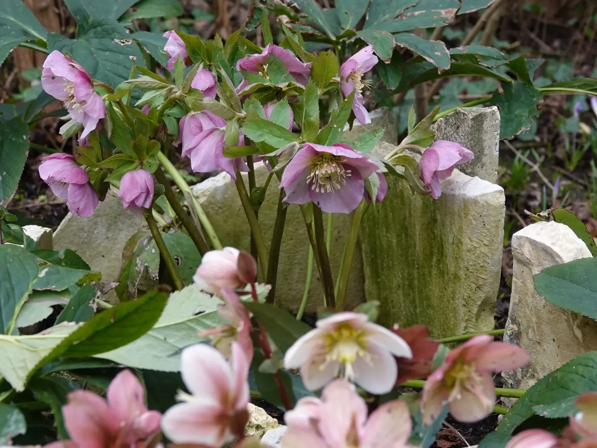 開きましたが…｜園芸日記by小春｜みんなの趣味の園芸｜1167920