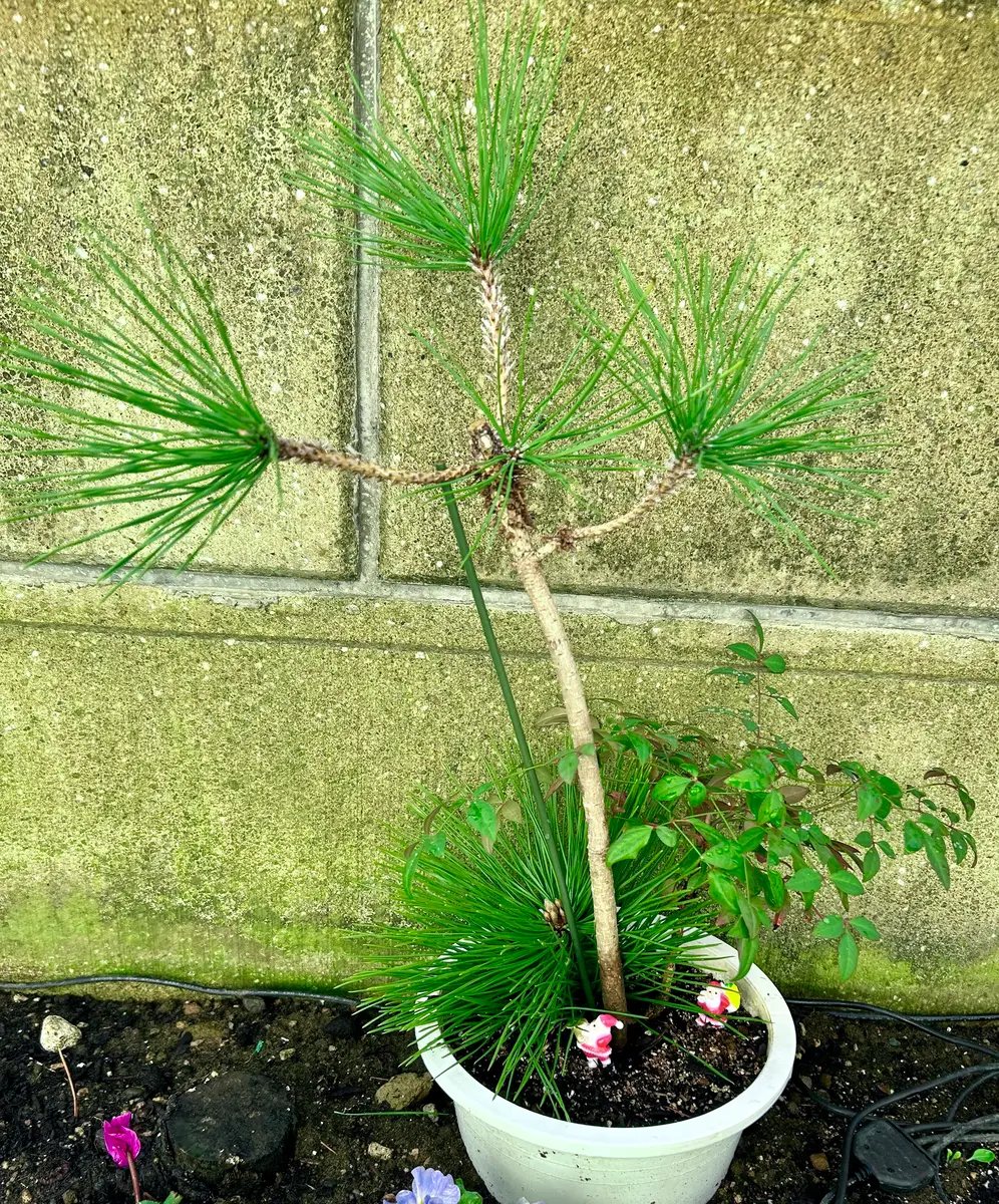 黒松をどうするか｜園芸日記byスターリットスカイ｜みんなの趣味の園芸