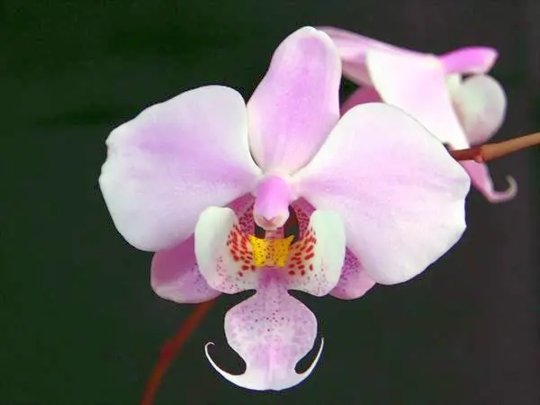 超人気 胡蝶蘭原種 シレリアナMSH 開花｜園芸日記byネカタ｜みんなの 花