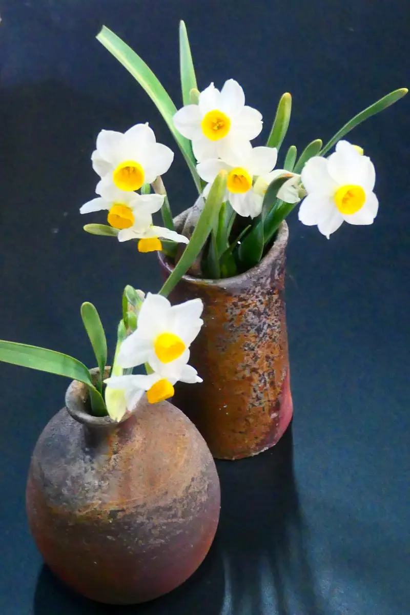 水仙｜園芸日記by金太郎ちゃん｜みんなの趣味の園芸｜1168321