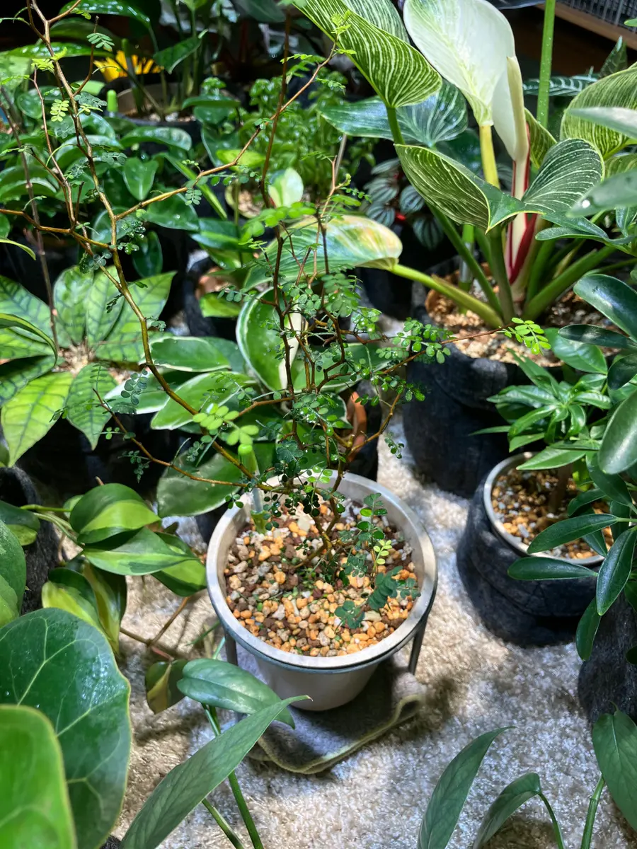 ソフォラ リトルベイビーの葉落ち｜園芸日記byHi-nichijo｜みんなの