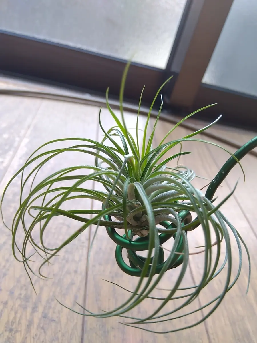 【まぁ様確認用】　イオナンタ ストリクタ まぁ様確認用】イオナンタ ストリクタ