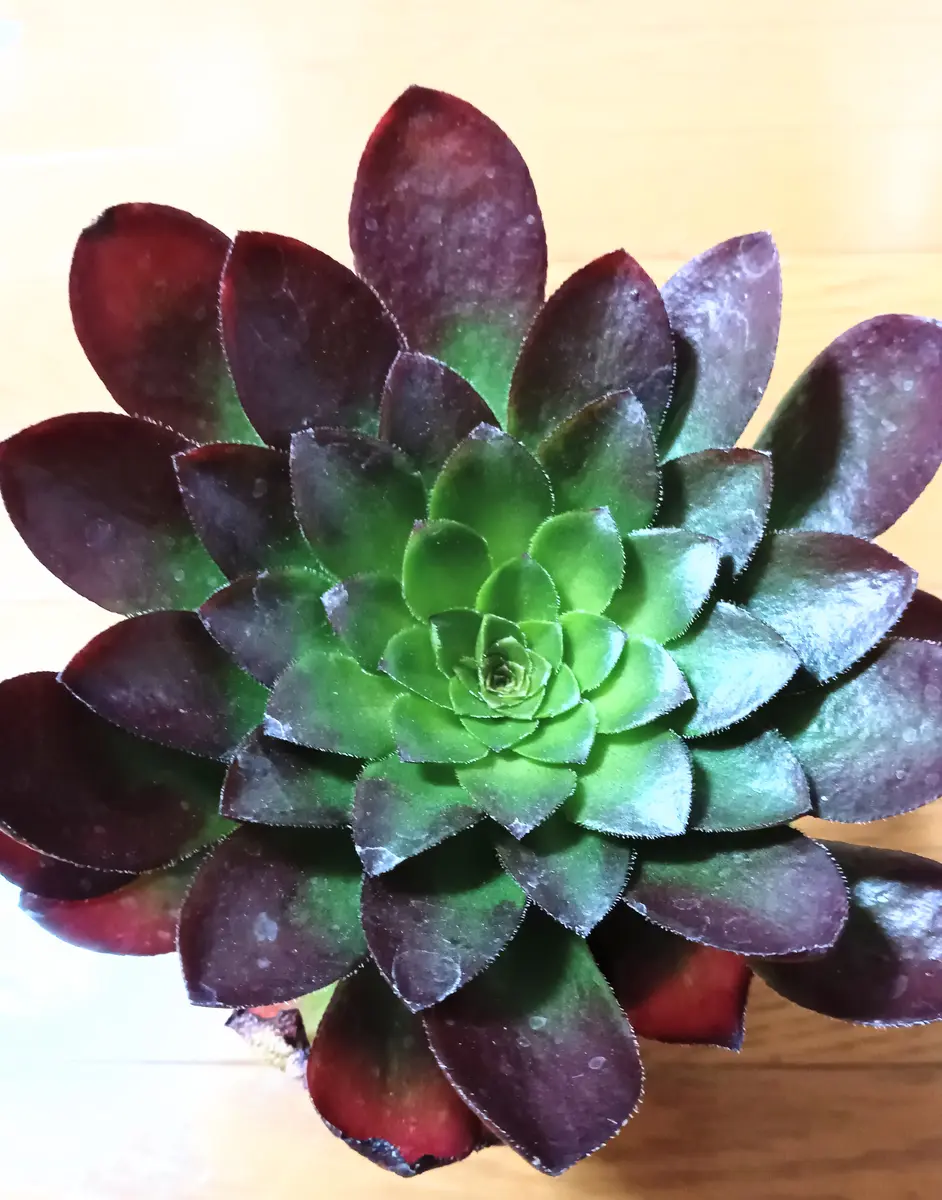 ロ　名前付きセンペルビウム8株 ロ名前付きセンペルビウム8株