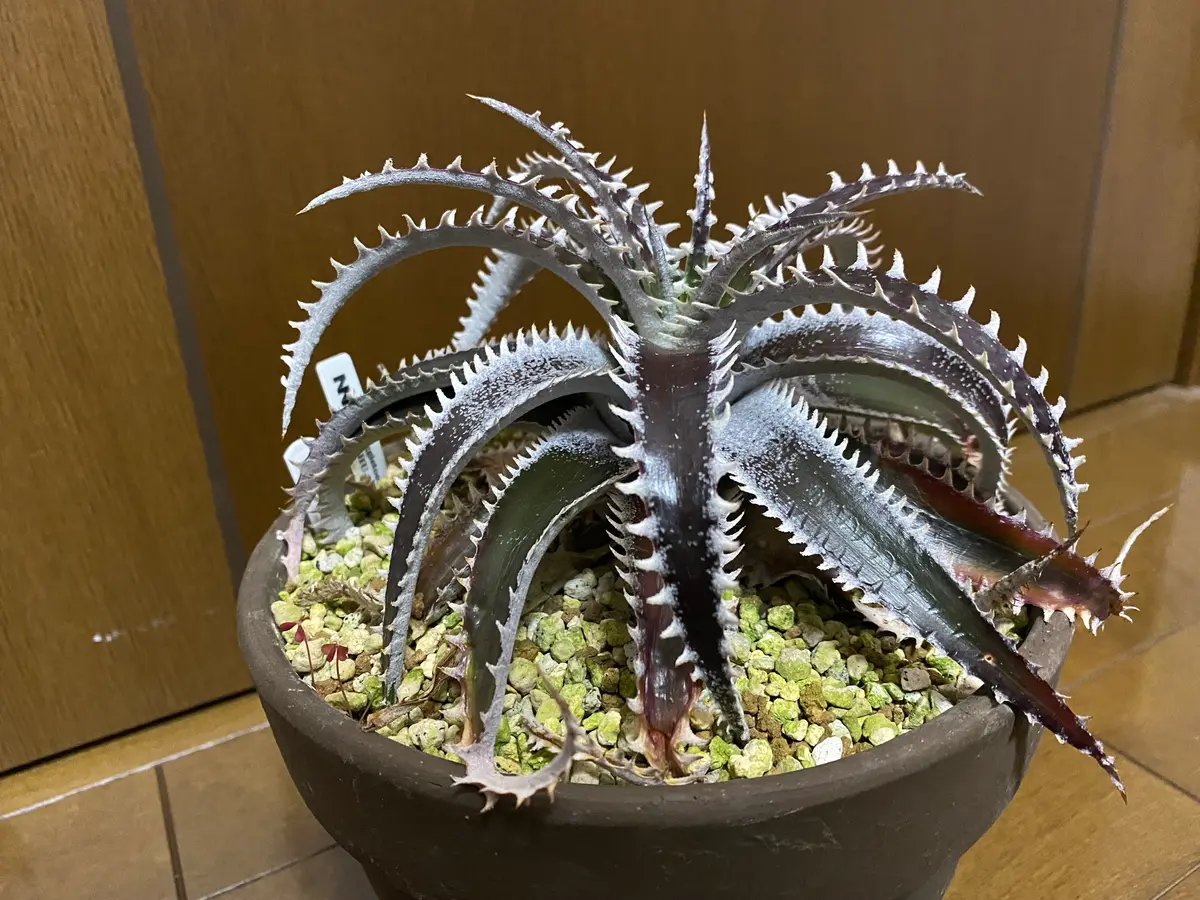 スナグルトゥース アガベ チタノタ スナグルトゥース アガベ チタノタ