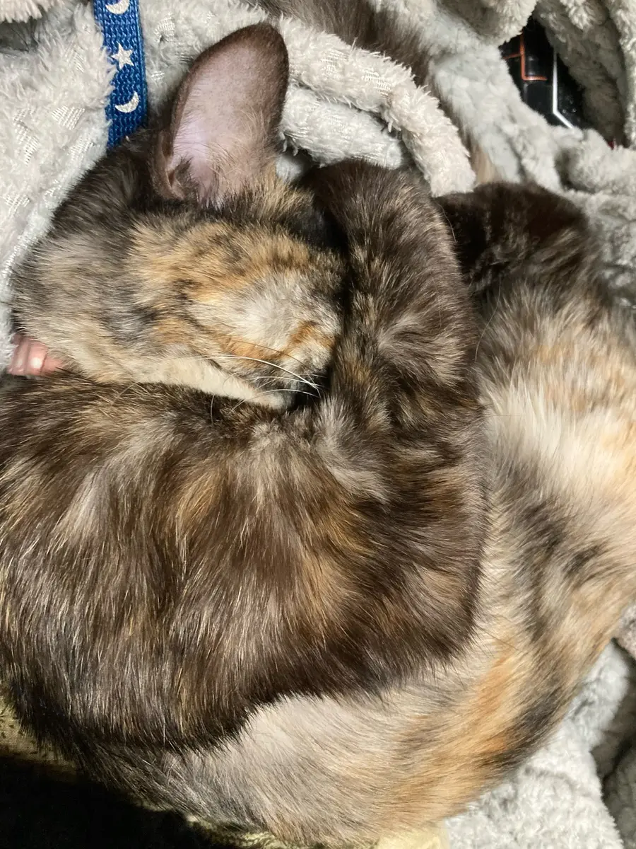 猫の日、姫川薬石で炊飯してみる｜園芸日記by水色の木｜みんなの趣味の