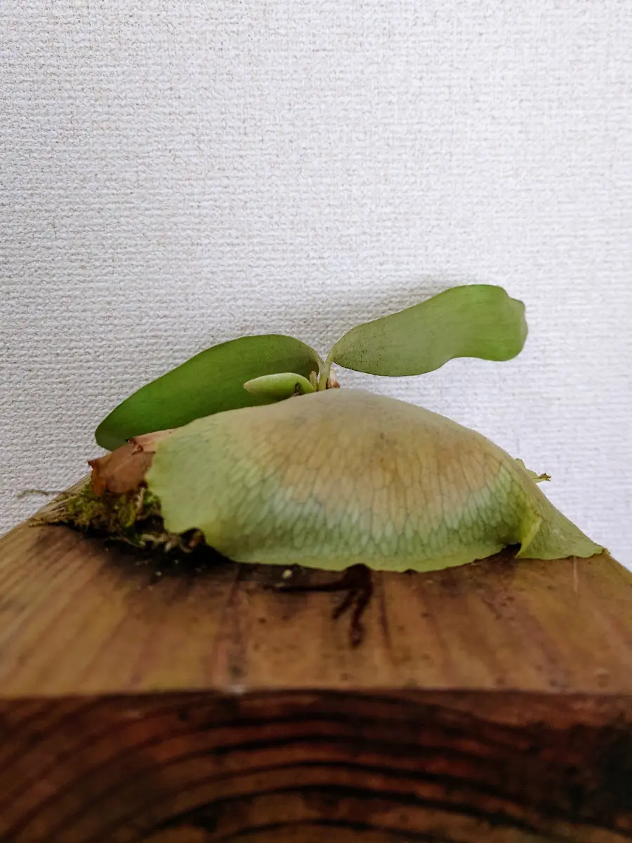 少し斜めってしまっている、ビカクシダ・W5×diversifoliumさん