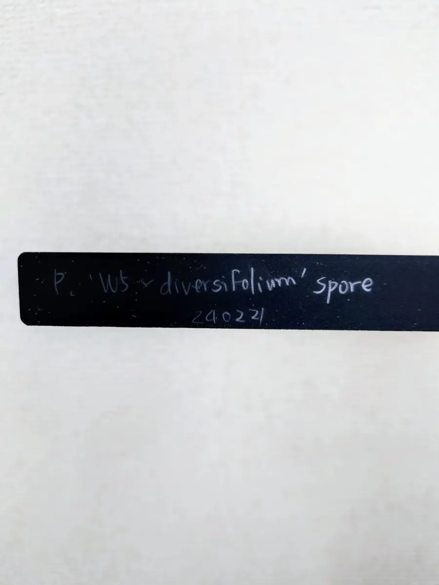 少し斜めってしまっている、ビカクシダ・W5×diversifoliumさん