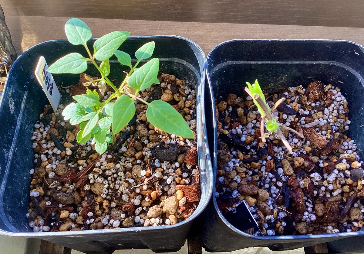 クレマチス挿し木苗に新芽が出てきました！ と、クレマチス