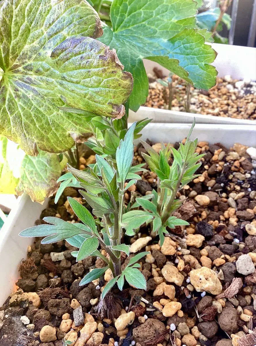 クレマチス挿し木苗に新芽が出てきました！ と、クレマチス