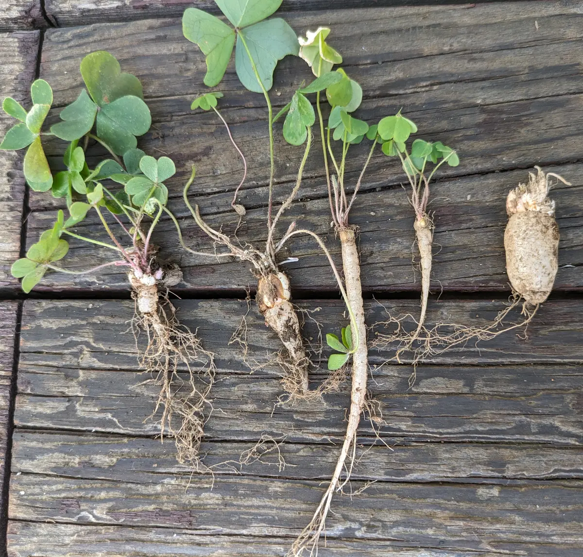 🍀カタバミの根っこ👀|園芸日記byジャコウアゲハ|みんなの趣味 🍀カタバミの根っこ👀|園芸日記byジャコウアゲハ|みんなの趣味