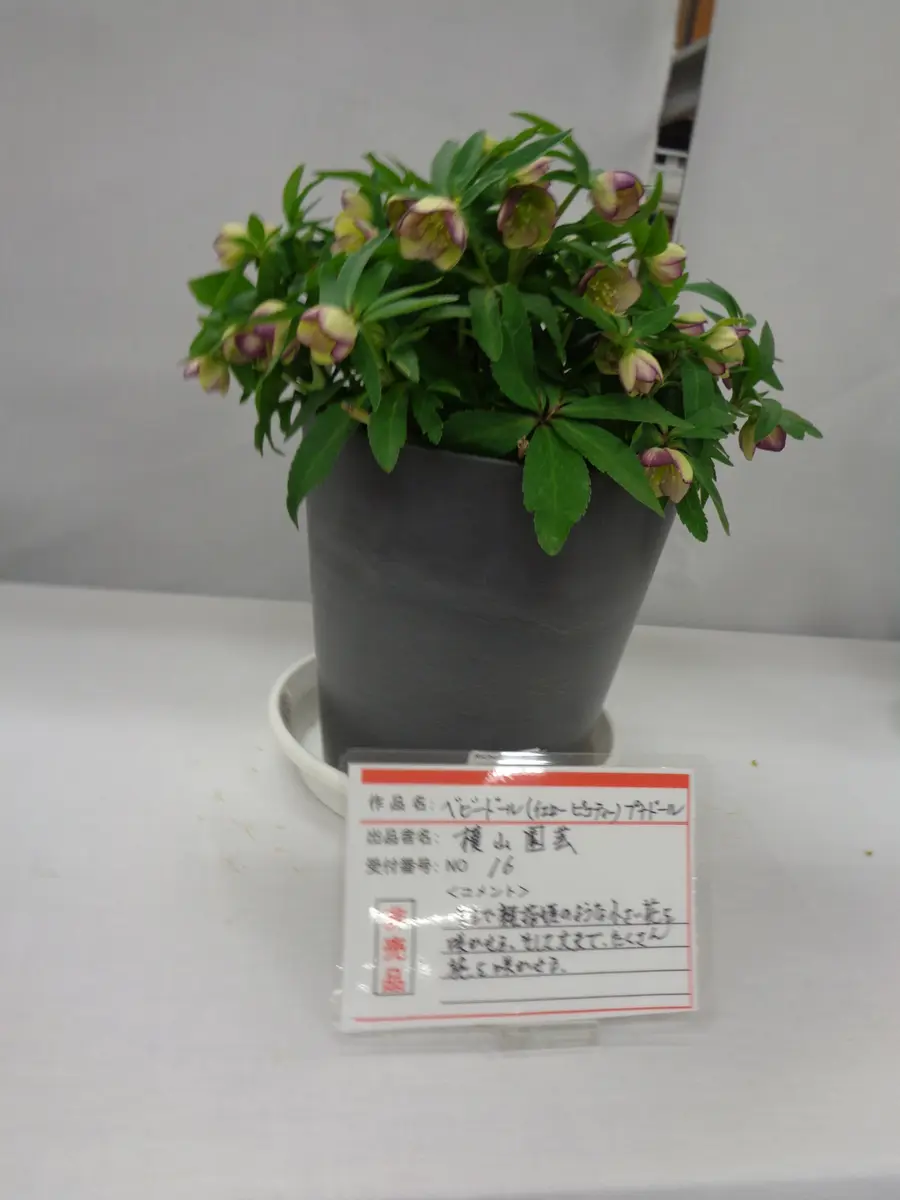 クリスマスローズの世界展を覗いてきました｜園芸日記byたねたね