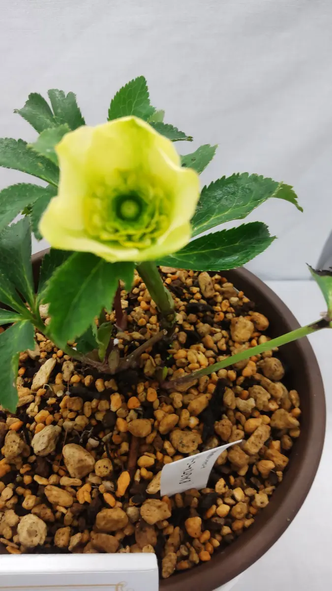 クリスマスローズ世界展最優秀賞のリトルモーリーメビウス∞の解説