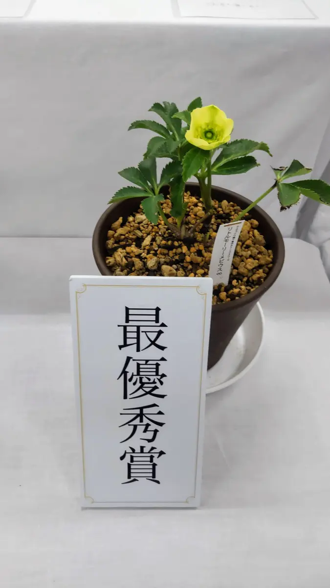 クリスマスローズ世界展最優秀賞のリトルモーリーメビウス∞の解説