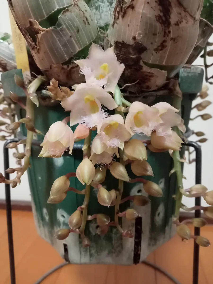 クロウェシア・レベッカノーゼン・ミッカビの花🌼｜園芸日記by塔ノ岳