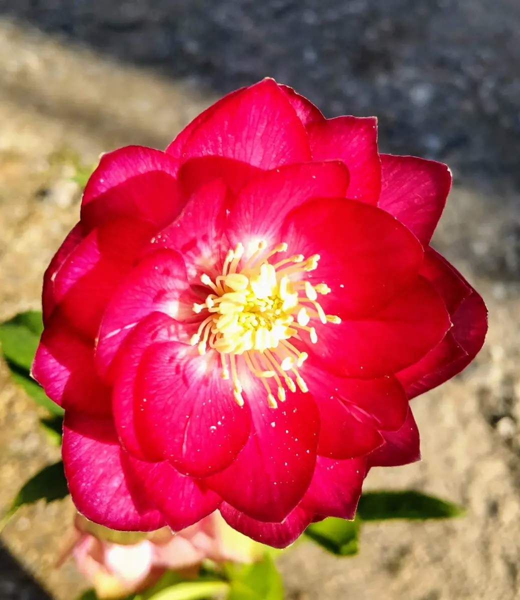 クリスマスローズの世界展新花コンテスト優秀賞の解説 キラメキ