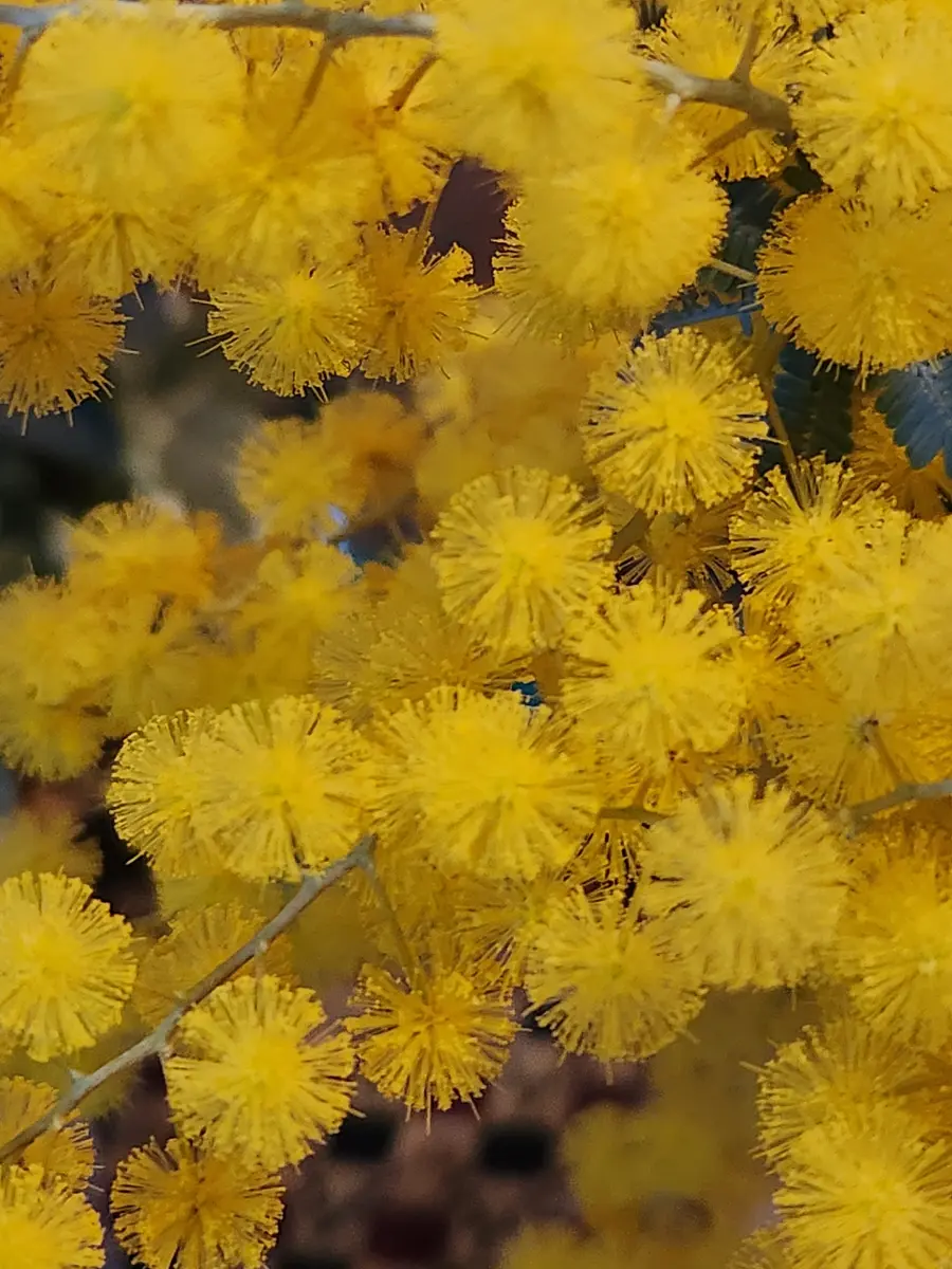 ミモザの花言葉｜園芸日記byピンク·レモネード｜みんなの趣味の園芸