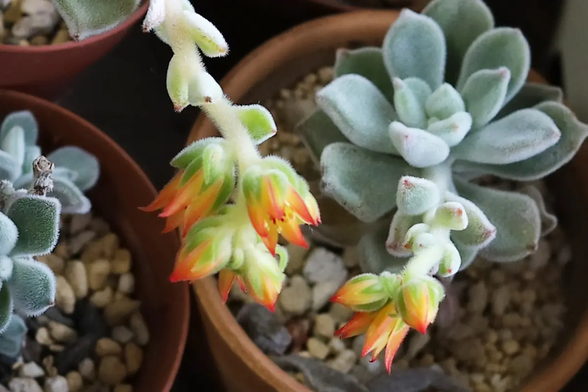 img_cache_d_1170939_1_17090293