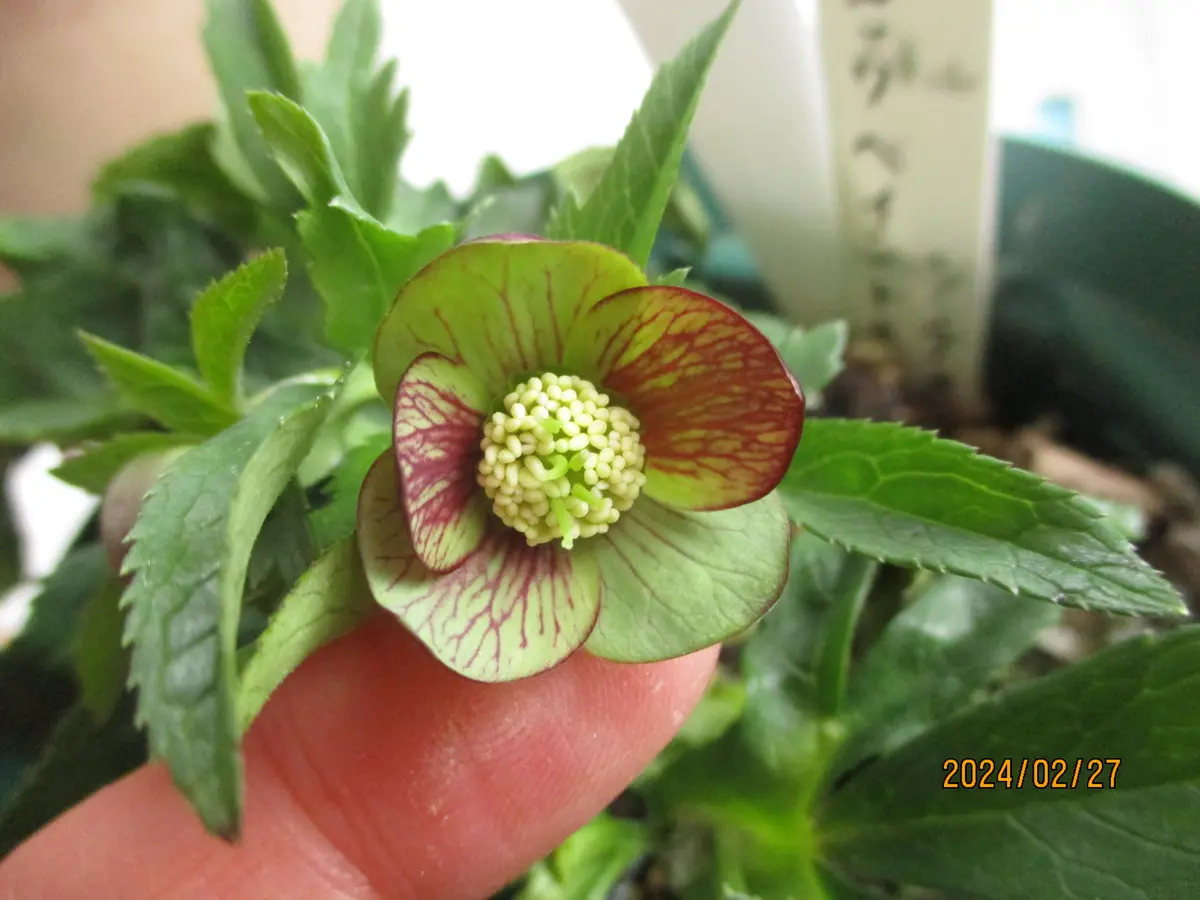 ☘️限定1株未株分☘️3087【⭐️超大株⭐️樋口さんの