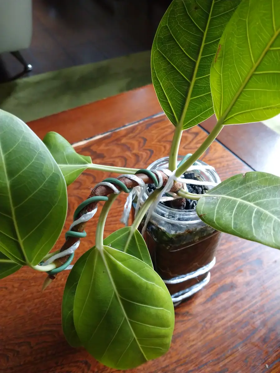 緊縛趣味 緊縛プレイ｜園芸日記byいのさっちー｜みんなの趣味の園芸｜1171082