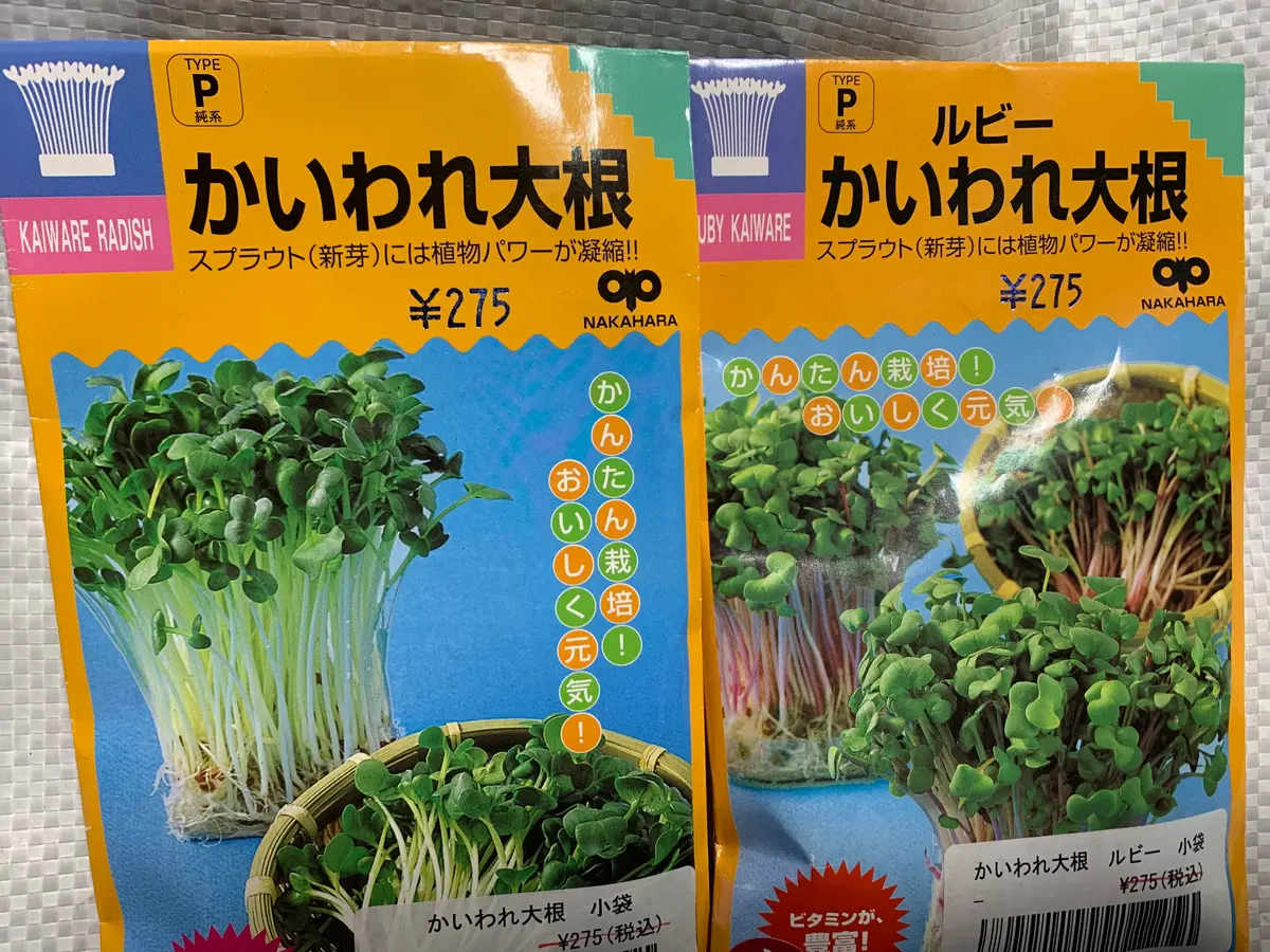 かいわれ大根 2種|園芸日記byまゆ 71152|みんなの趣味の園芸|1171316 かいわれ大根 2種|園芸日記byまゆ 71152|みんなの趣味の園芸|1171316