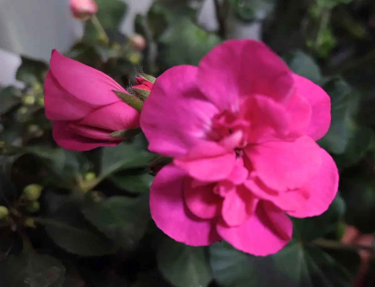 八重咲きゼラニウムの開花｜園芸日記byjictenko｜みんなの趣味の園芸