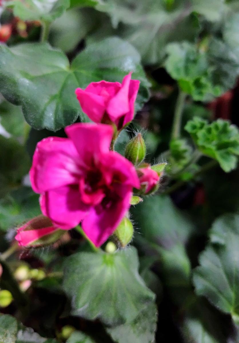 八重咲きゼラニウムの開花｜園芸日記byjictenko｜みんなの趣味の園芸