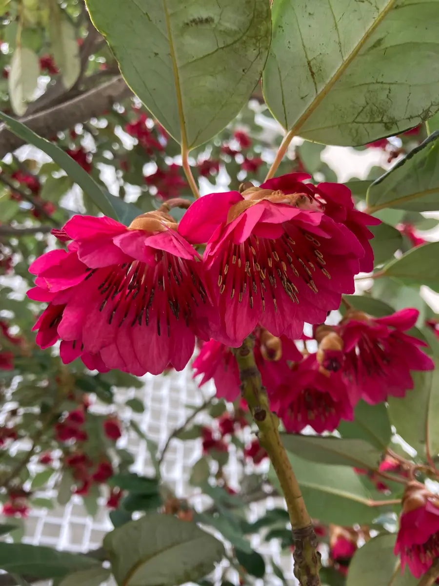 ロドレイア｜園芸日記byひめもも｜みんなの趣味の園芸｜1171496