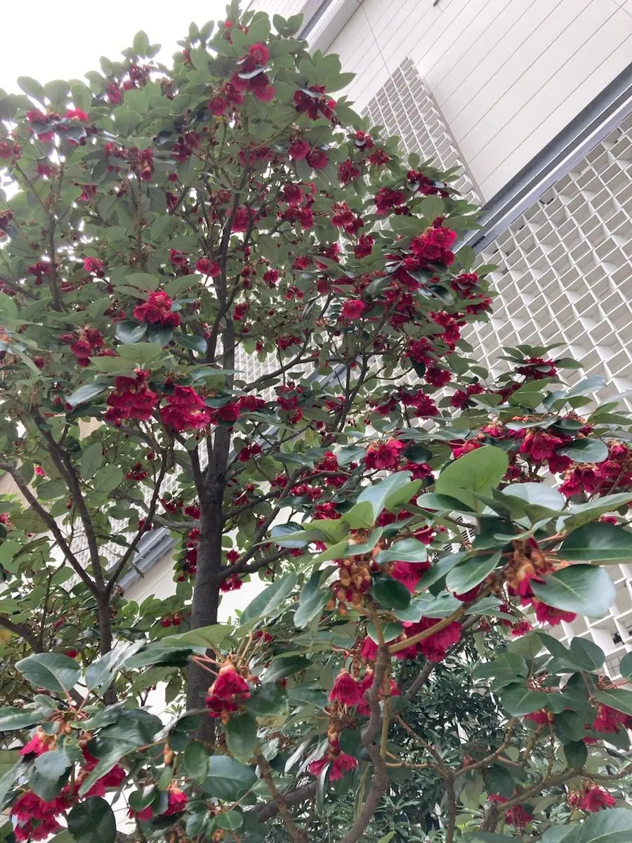 ロドレイア〔写真2枚目〕-ひめももさんの日記｜みんなの趣味の園芸2024