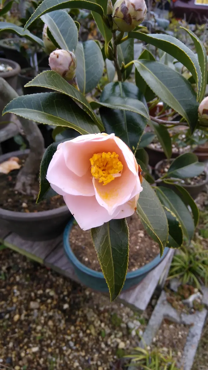 椿の季節｜園芸日記byshinji70｜みんなの趣味の園芸｜1171674