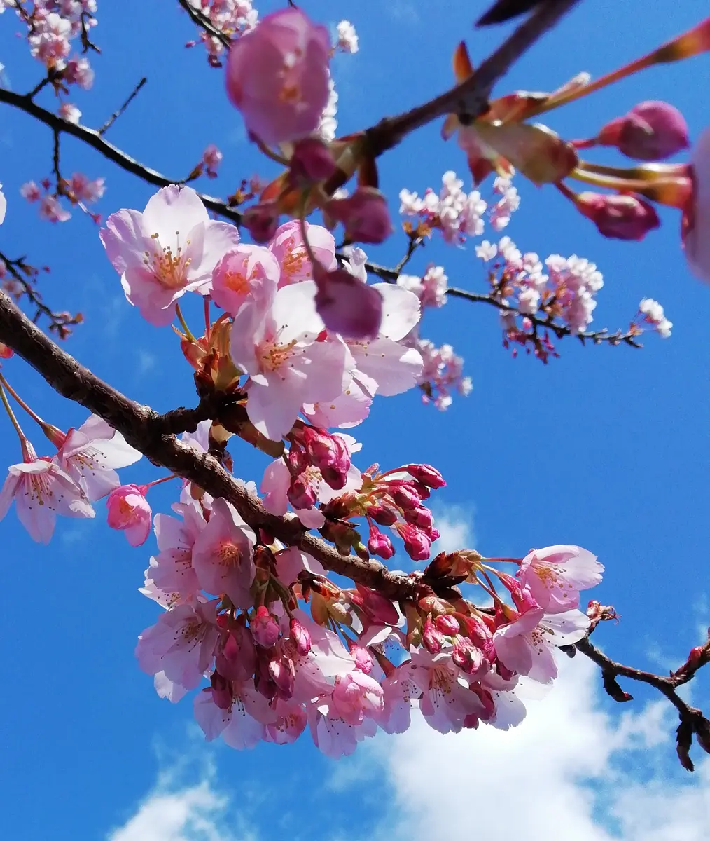 桜｜園芸日記by三日月｜みんなの趣味の園芸｜1171859