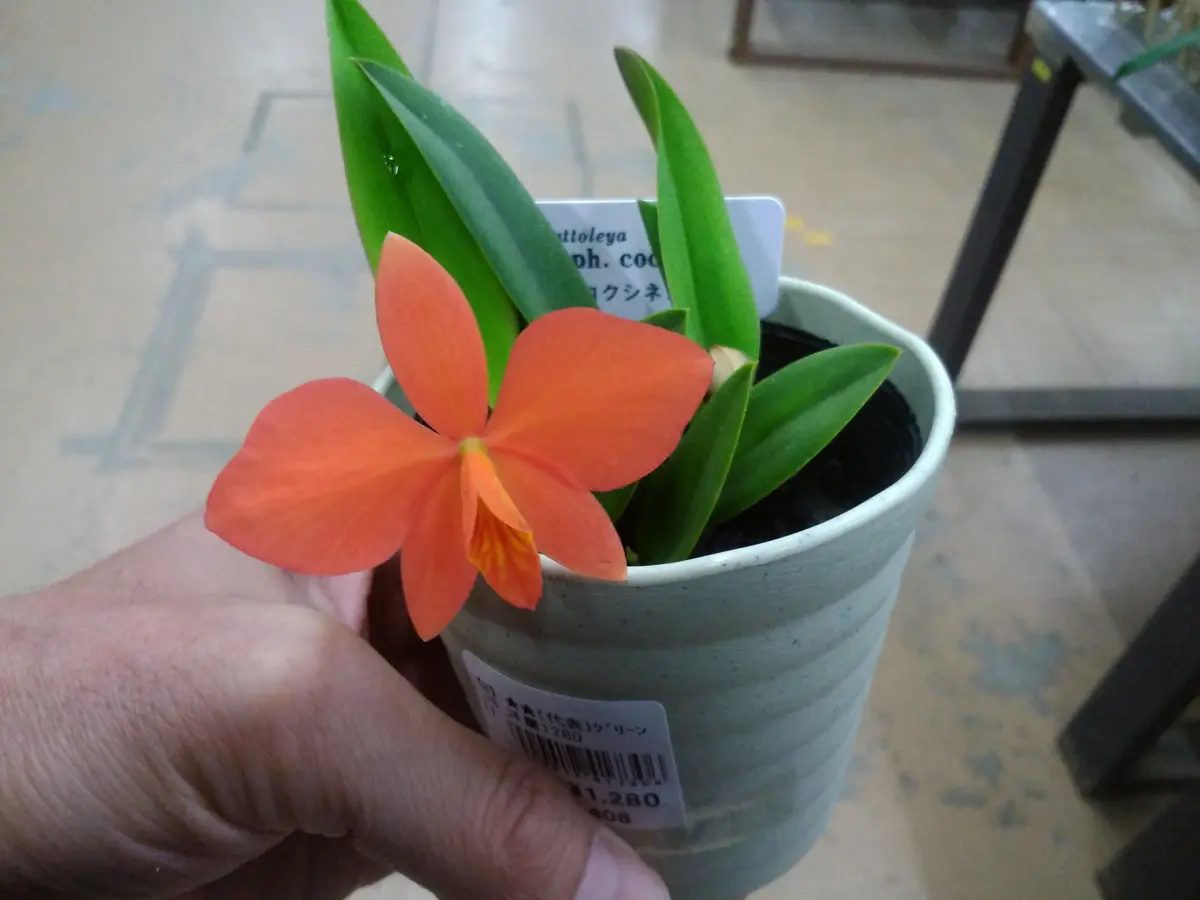 カトレア（旧ソフロニティス）コクシネア｜園芸日記by女仙太郎