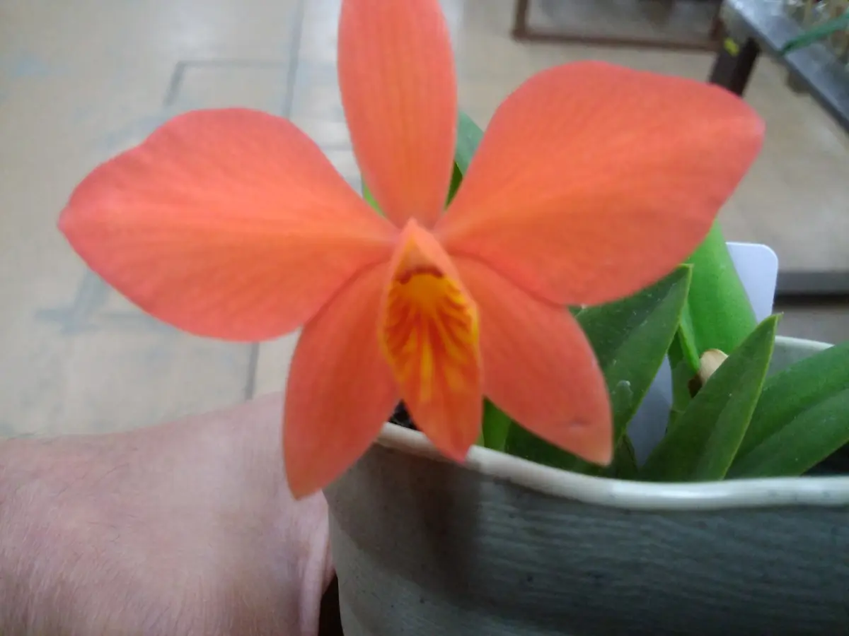 カトレア（旧ソフロニティス）コクシネア｜園芸日記by女仙太郎