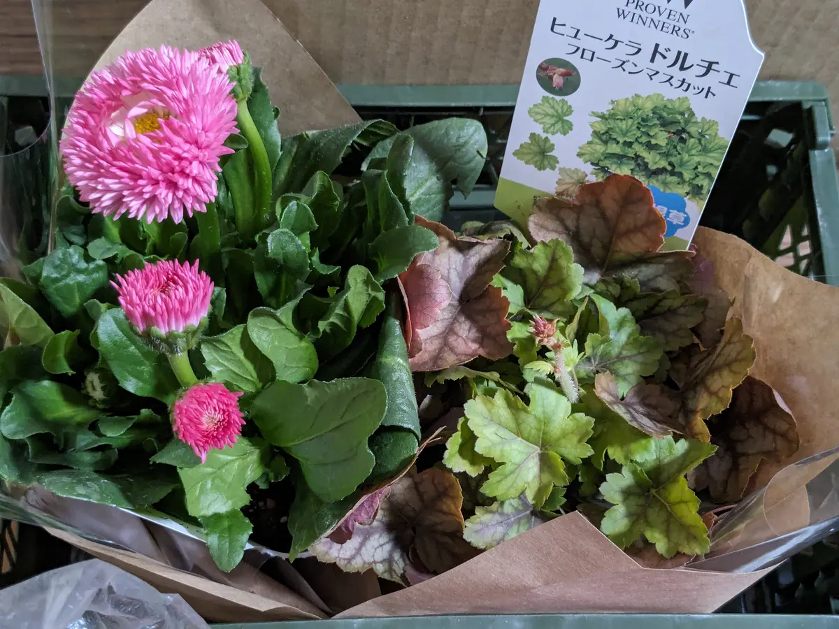 柔らかい 続：ワックスフラワー＆買ってきました。｜園芸日記byとまトマト その他