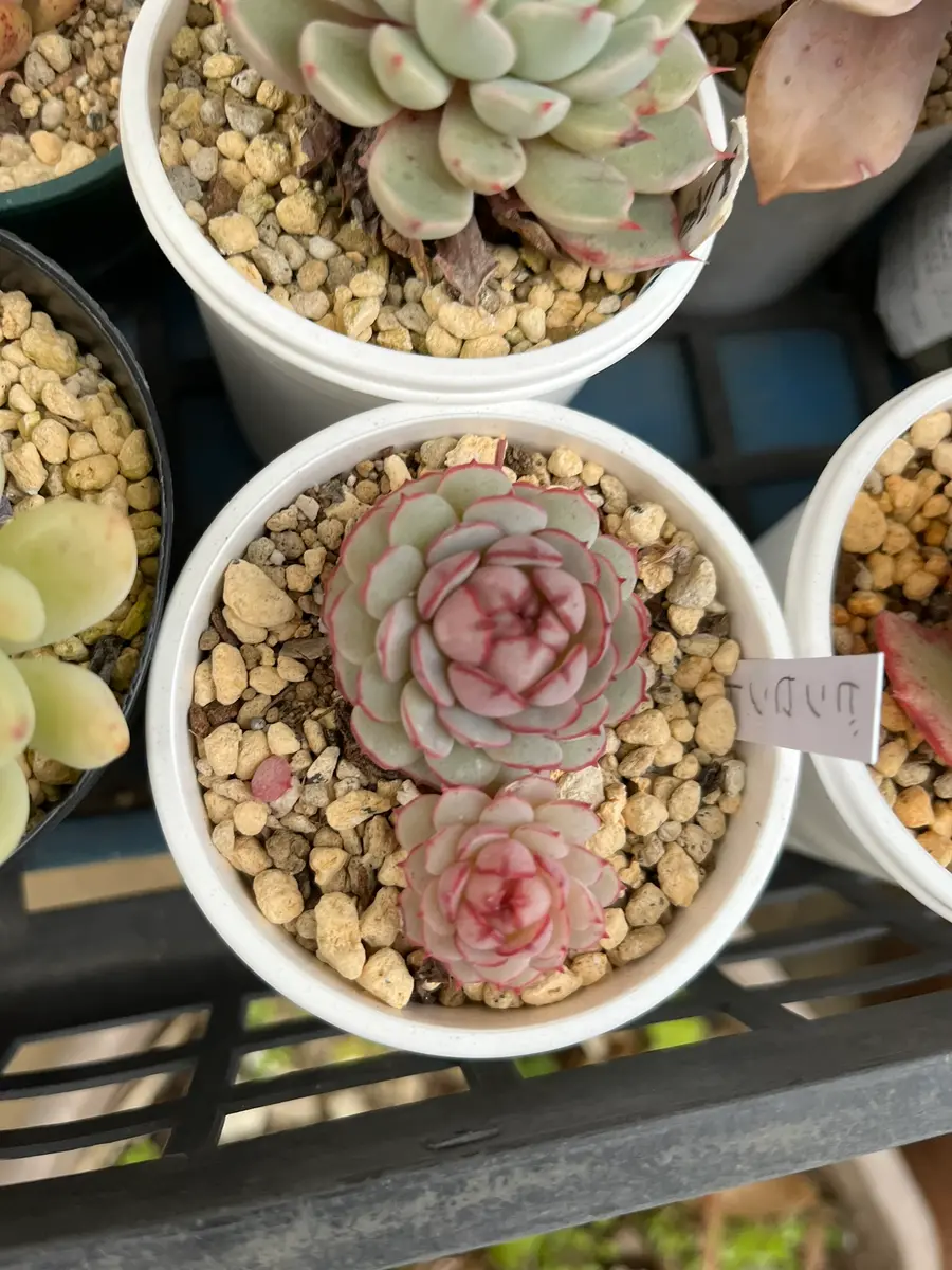 065現物 多肉植物 ルビンxヒアリナ 特大 抜き苗 | るる農園~多肉