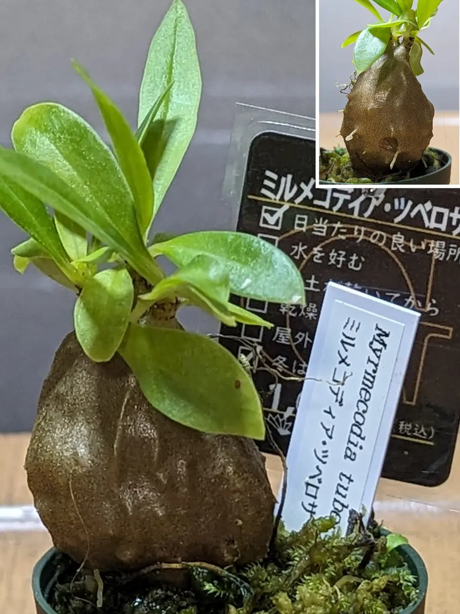 初のアリ植物です🐜｜園芸日記byぷぅ｜みんなの趣味の園芸｜1172272