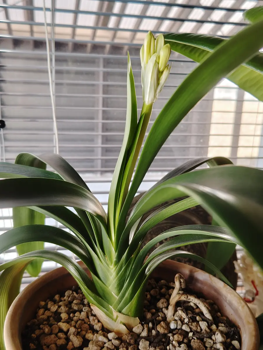 20年ぶり？クンシランの花芽｜園芸日記by奈美｜みんなの趣味の