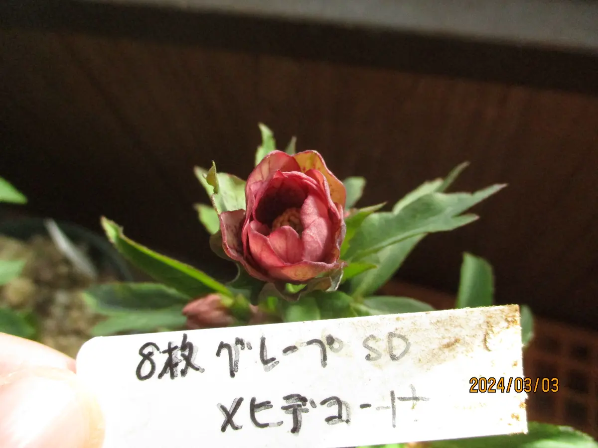 クリスマスローズ sd モーリー ヒデコート系交配 開花終了 苗