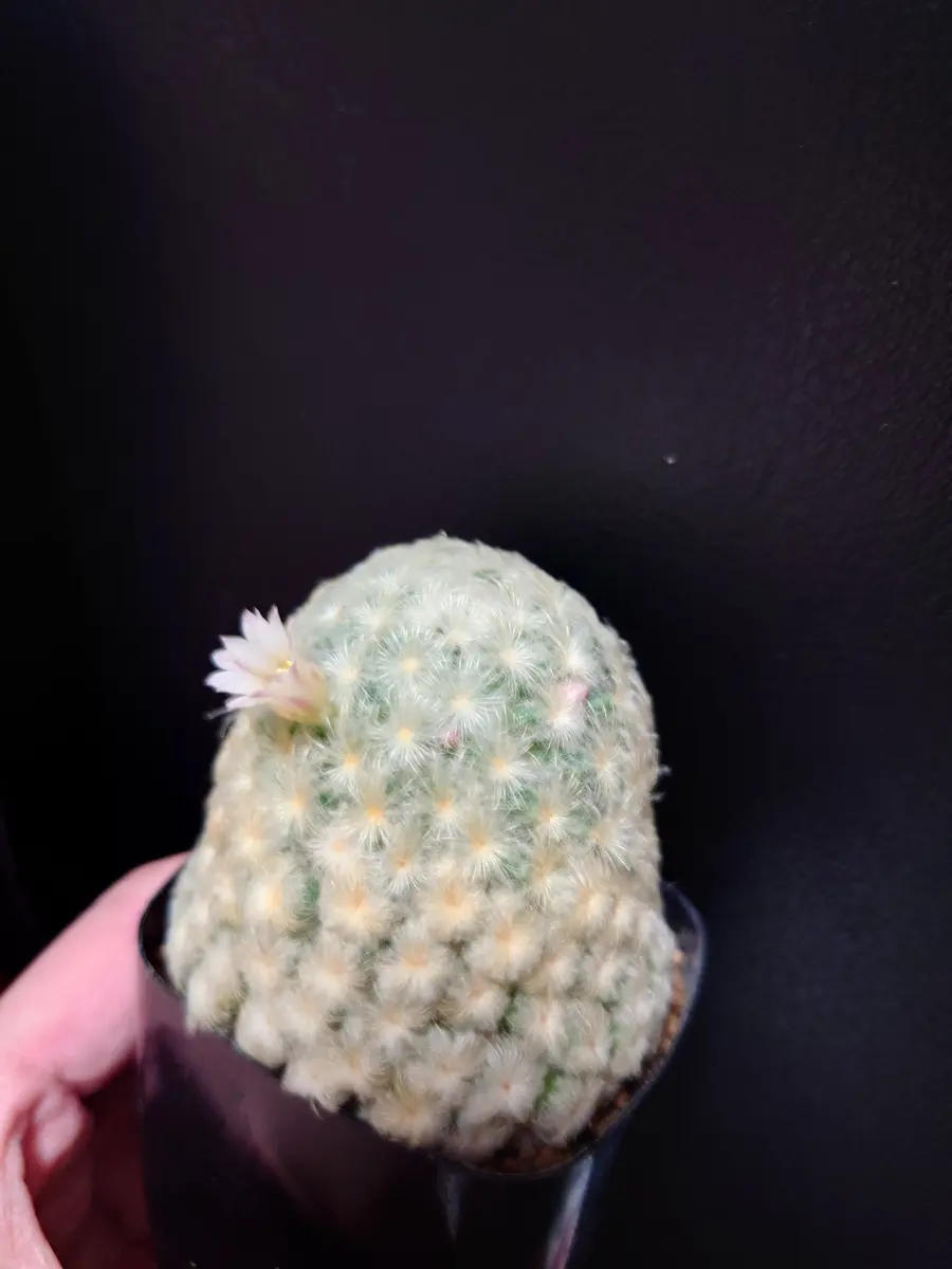 パンチパーマ　実生　サボテン Yahoo!オークション -「パンチパーマ」(サボテン) (観葉植物)の