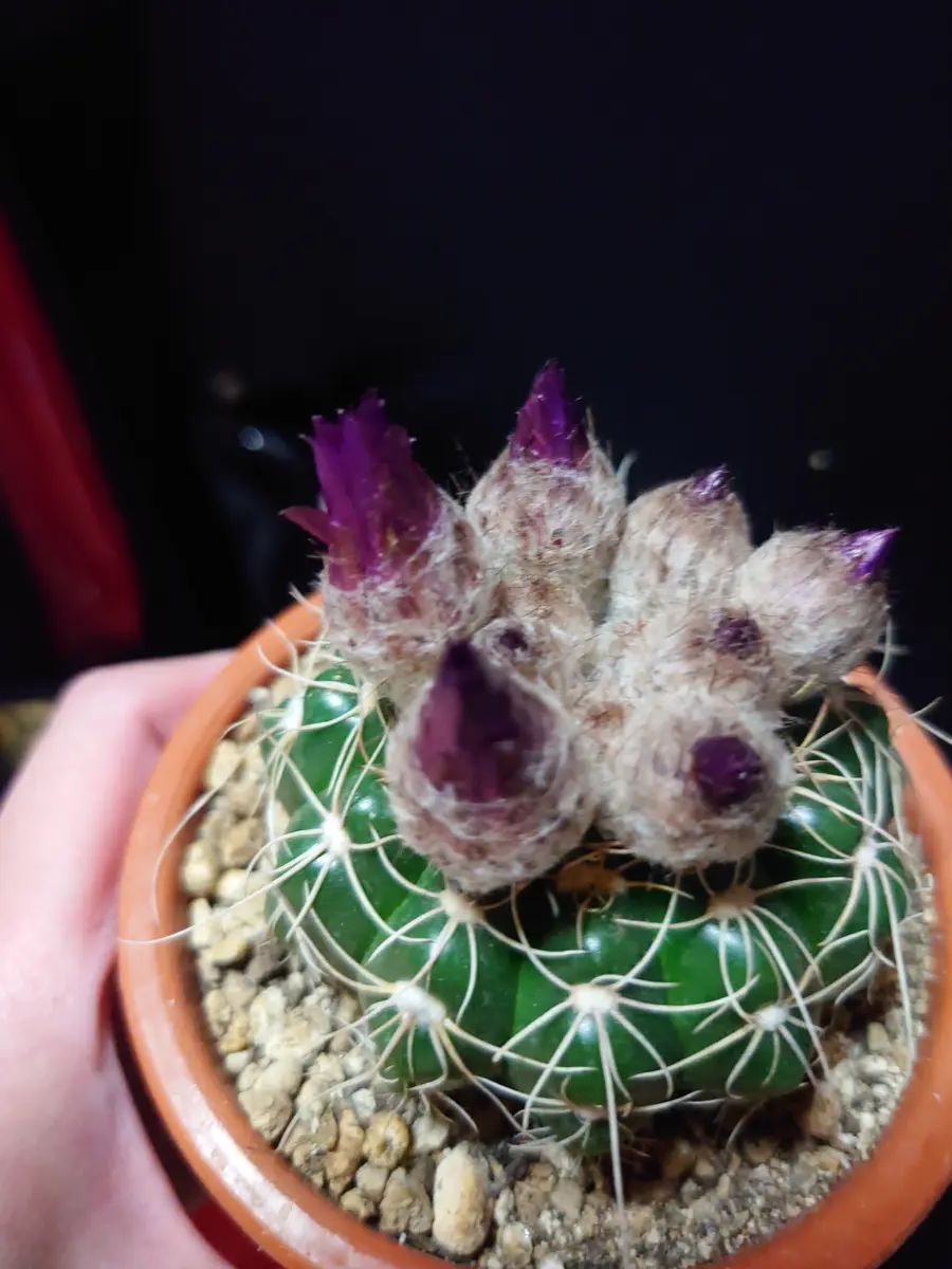 サボテン 白星パンチパーマ開花しました｜園芸日記bymeme1969