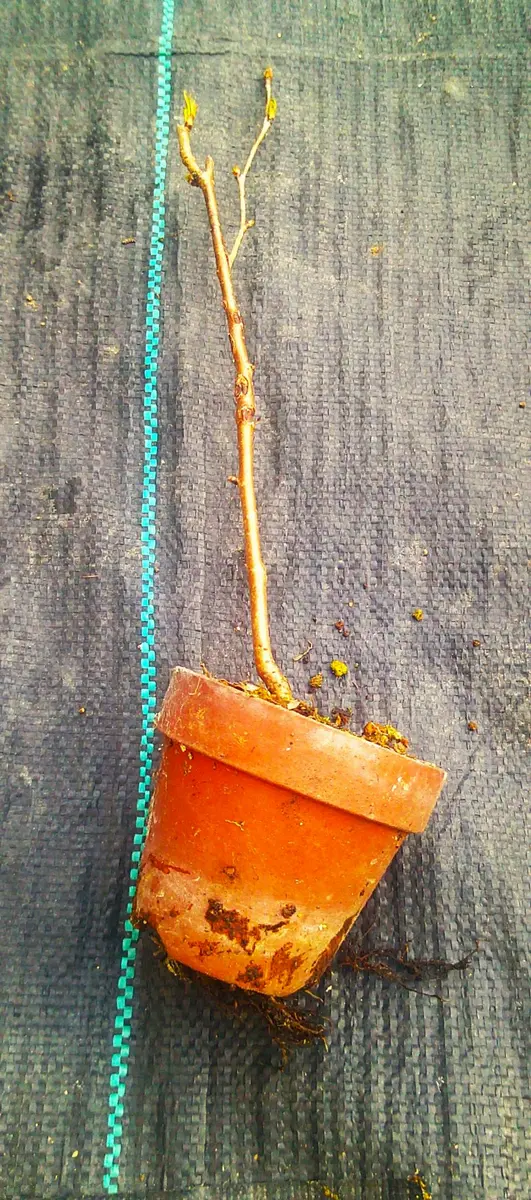 ✿landerblue様♡専用✿苗ネコポス発送☆挿し木 楽天市場】ラズベリー インディアンサマー 3号ポット苗 苗木 : エス