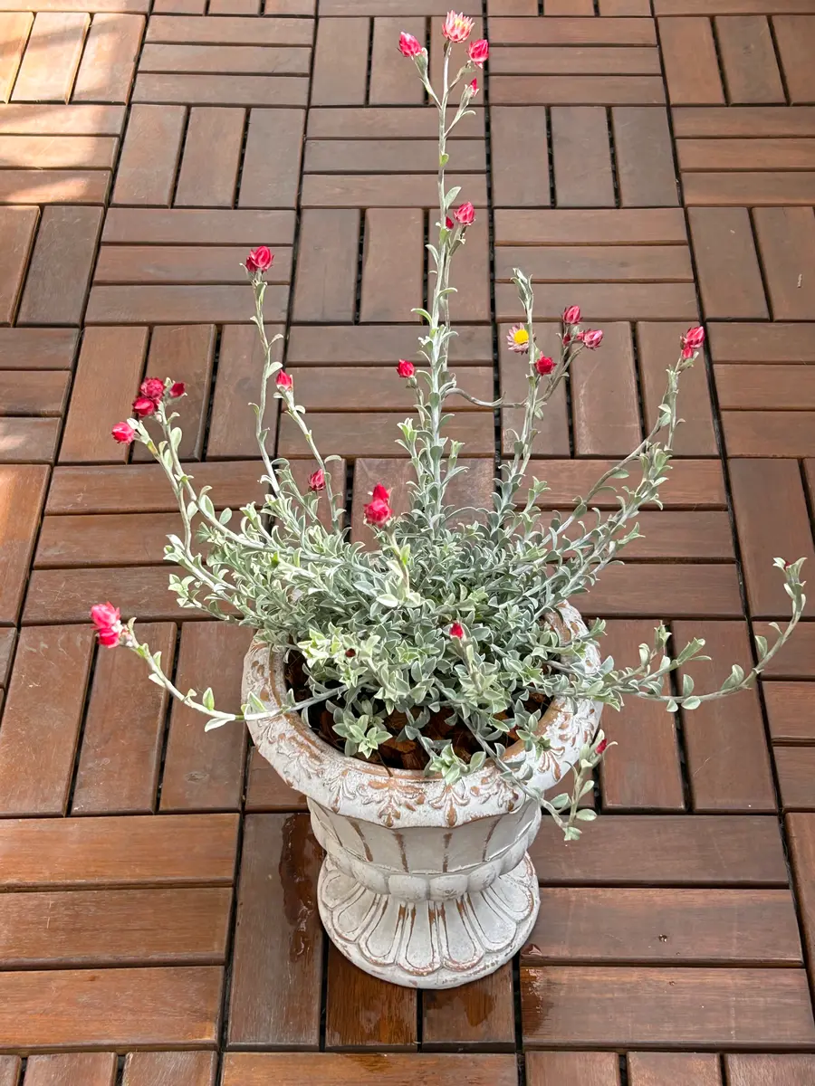 シンカルファ ハートクィーン タネ 種