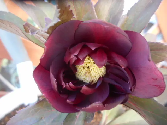 クリスマスローズ手毬と寒牡丹(^^♪｜園芸日記by愛は花。｜みんなの