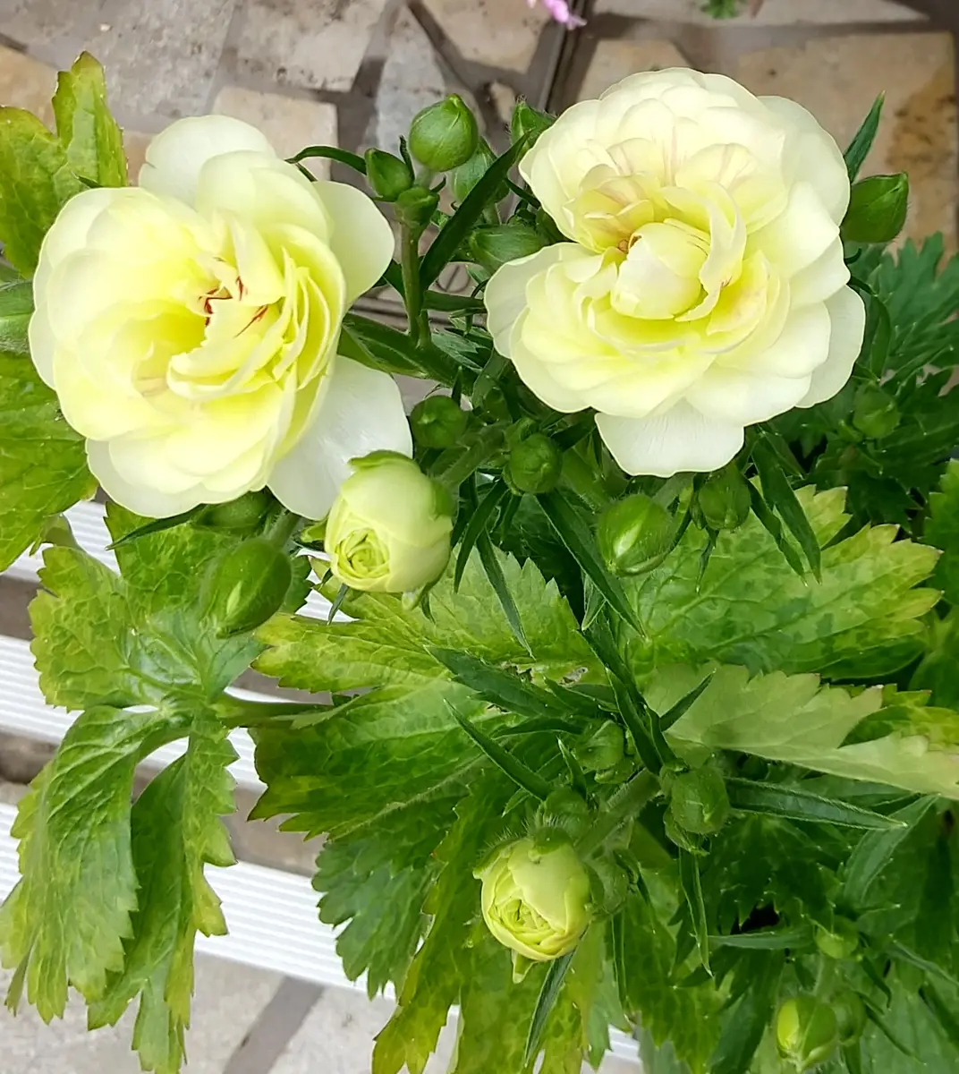 ラナンキュラスラックス ２種 開花苗 背丈有り 変わり咲きの花弁 蕾沢山 宅急便（ラナンキュラスラックス開花 ｜園芸日記byたーたん｜みんなの趣味の園芸｜1174757）