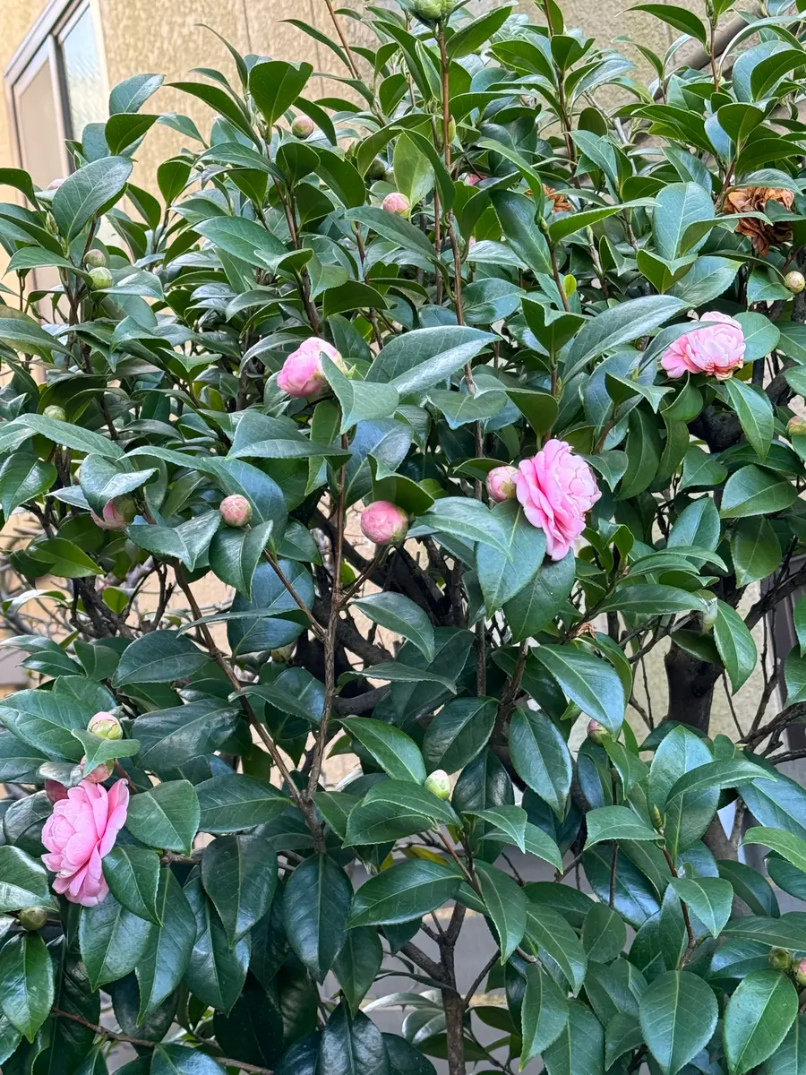 椿がきれいです｜園芸日記byMemoryofHappyRose｜みんなの趣味の