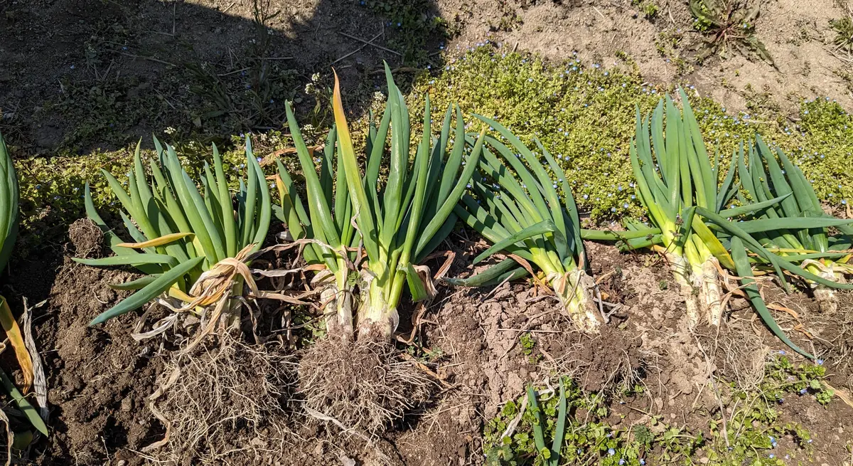 九条太ねぎ苗×1,000本 【公式通販】