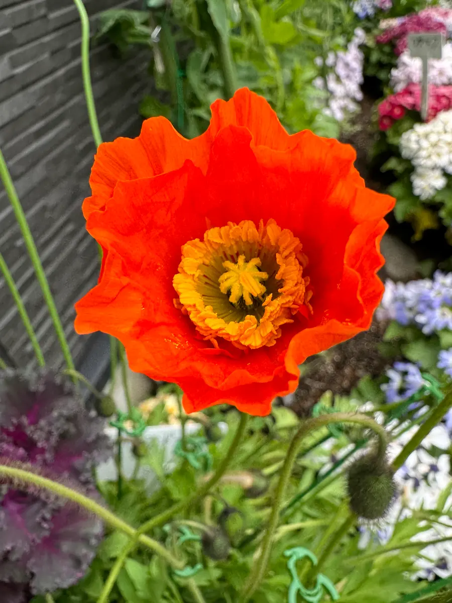アイスランドポピー 新しい色の花が咲きました｜園芸日記