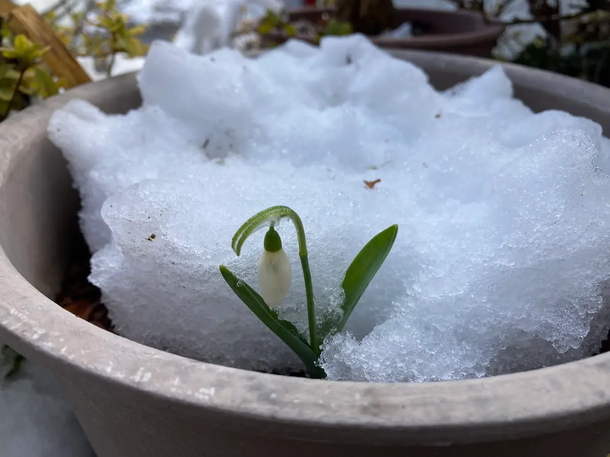 スノードロップ🤍🌱｜園芸日記by水色ガーデン｜みんなの趣味の園芸